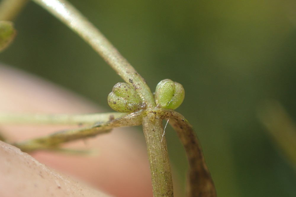 Callitriche palustris (door Stef van Walsum)