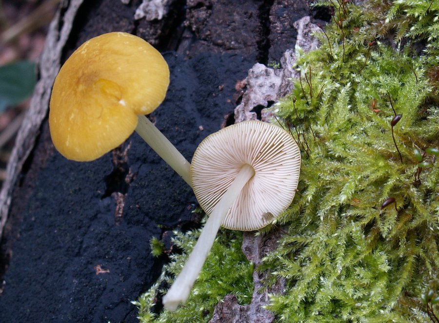 Pluteus leoninus (door Paul Coene)