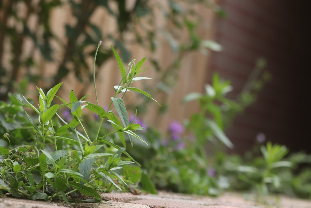 Epilobium tetragonum (door Jaap Oosterom)