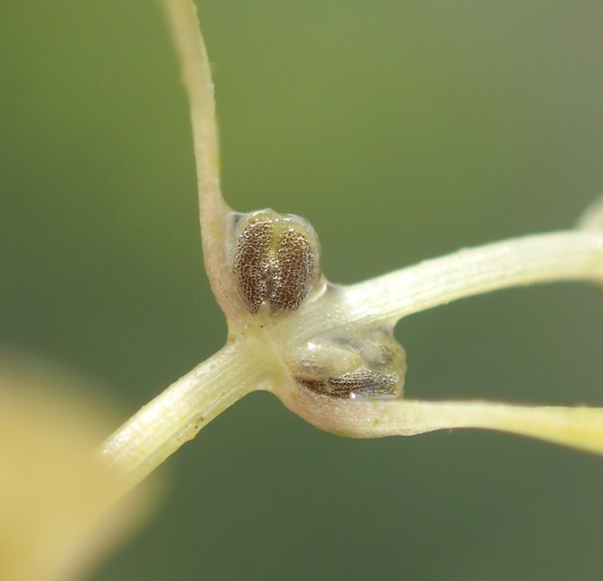 Callitriche palustris (door Stef van Walsum)