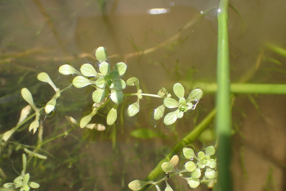 Callitriche palustris (door Stef van Walsum)