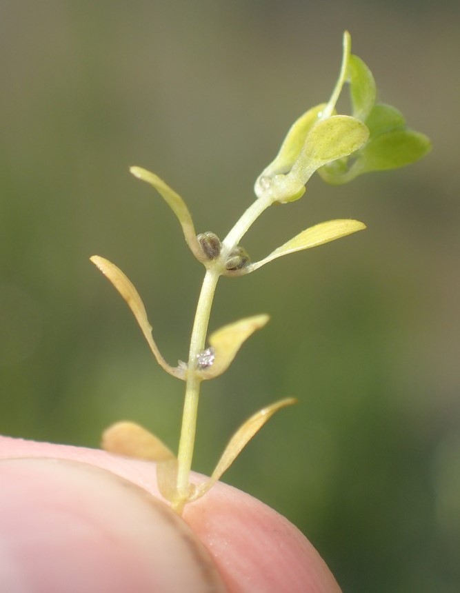 Callitriche palustris (door Stef van Walsum)