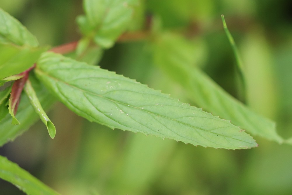 Epilobium tetragonum (door Jaap Oosterom)