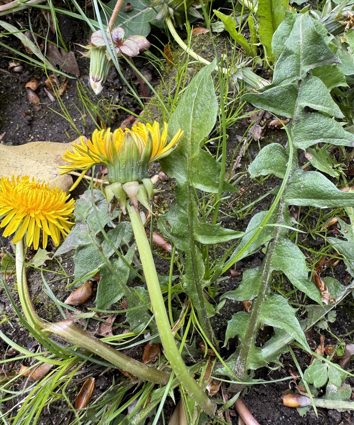 Taraxacum exacutum (door Jelle J. Hofstra)