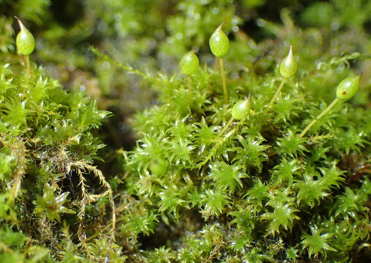 Zygodon viridissimus (door Arno van der Pluijm)