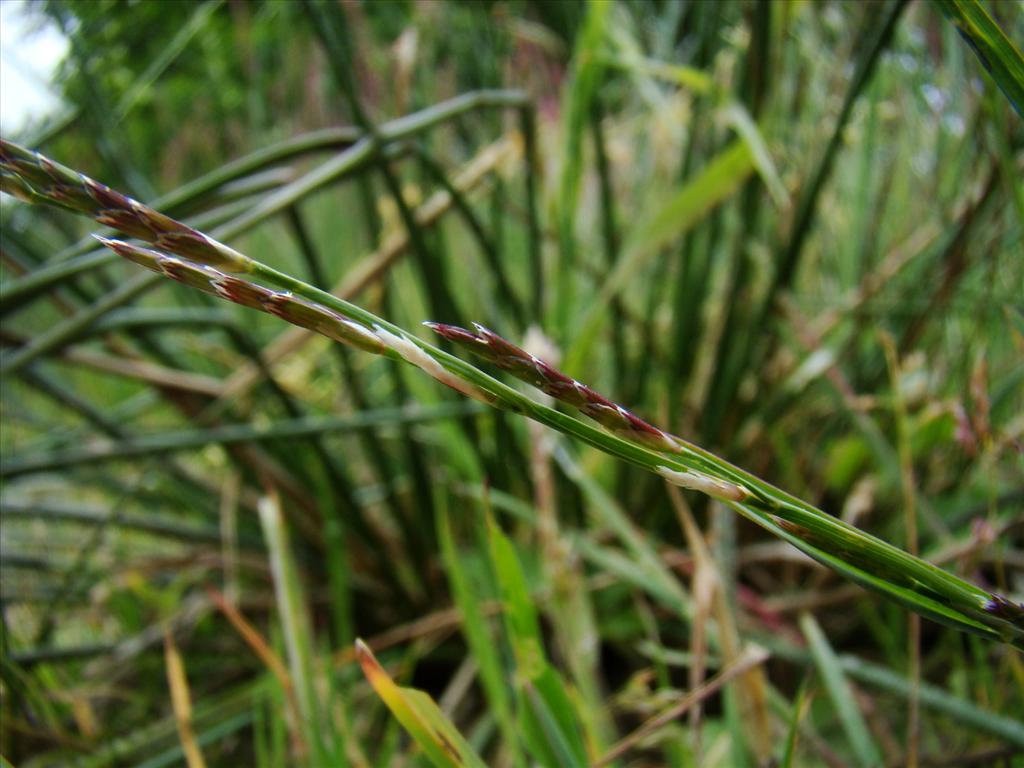 Glyceria declinata (door Joop Verburg)