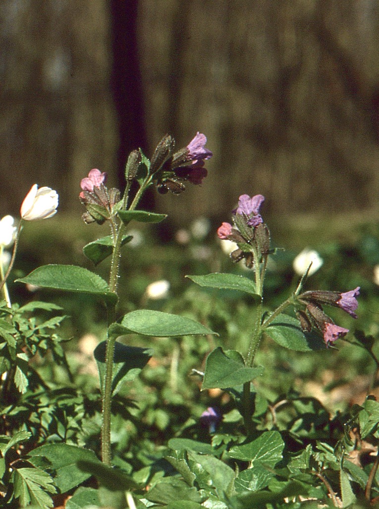 Pulmonaria obscura (door Jelle Hofstra)