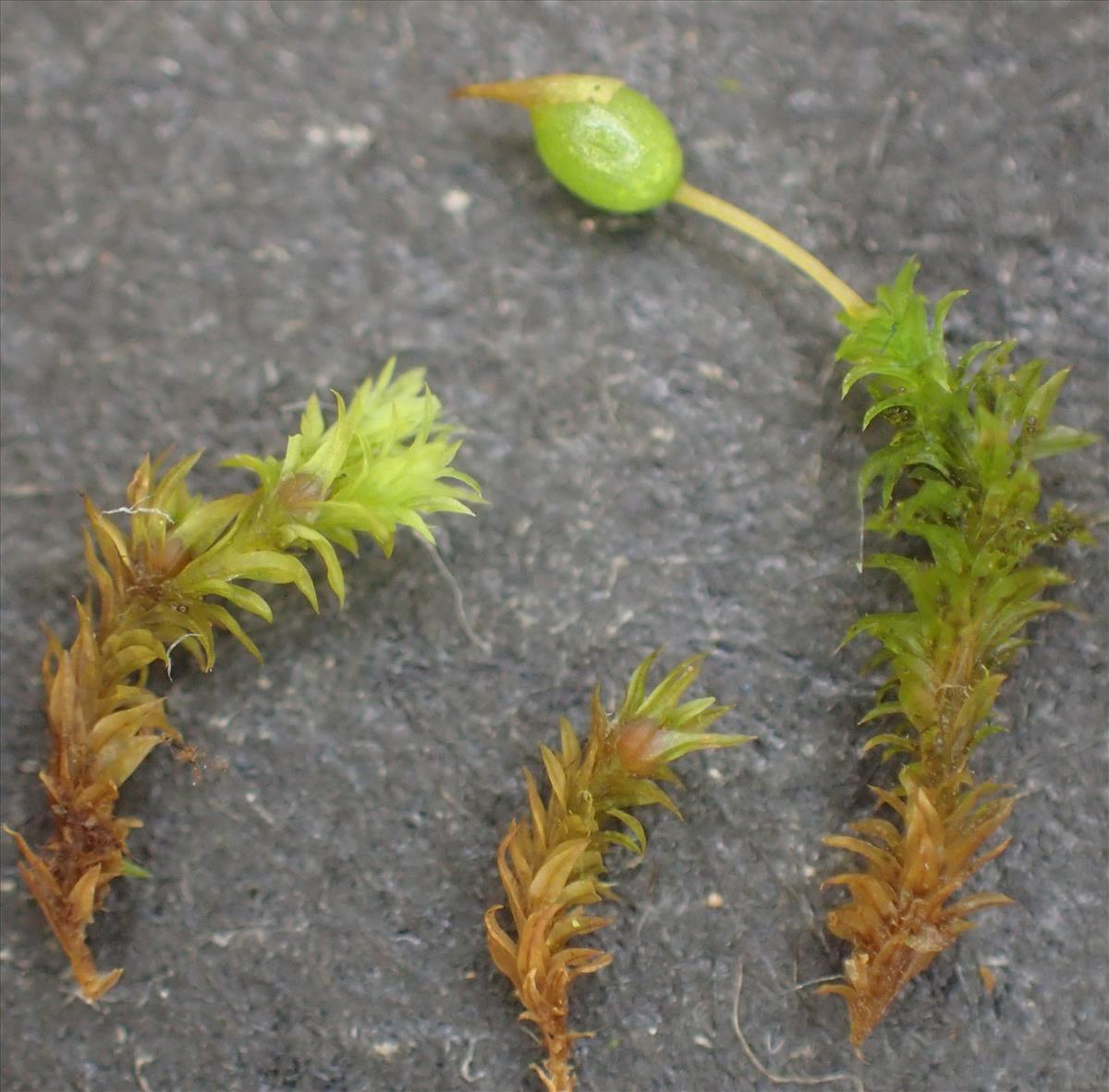 Zygodon viridissimus (door Arno van der Pluijm)