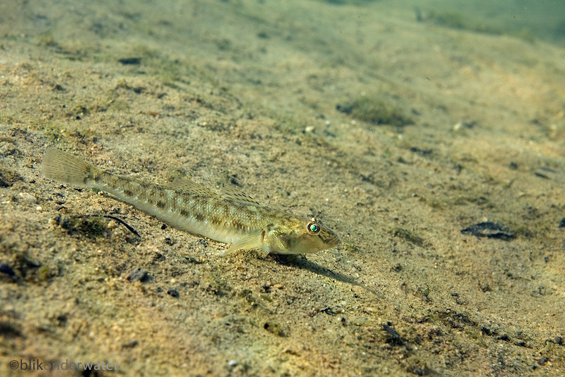 Neogobius fluviatilis (door blikonderwater)