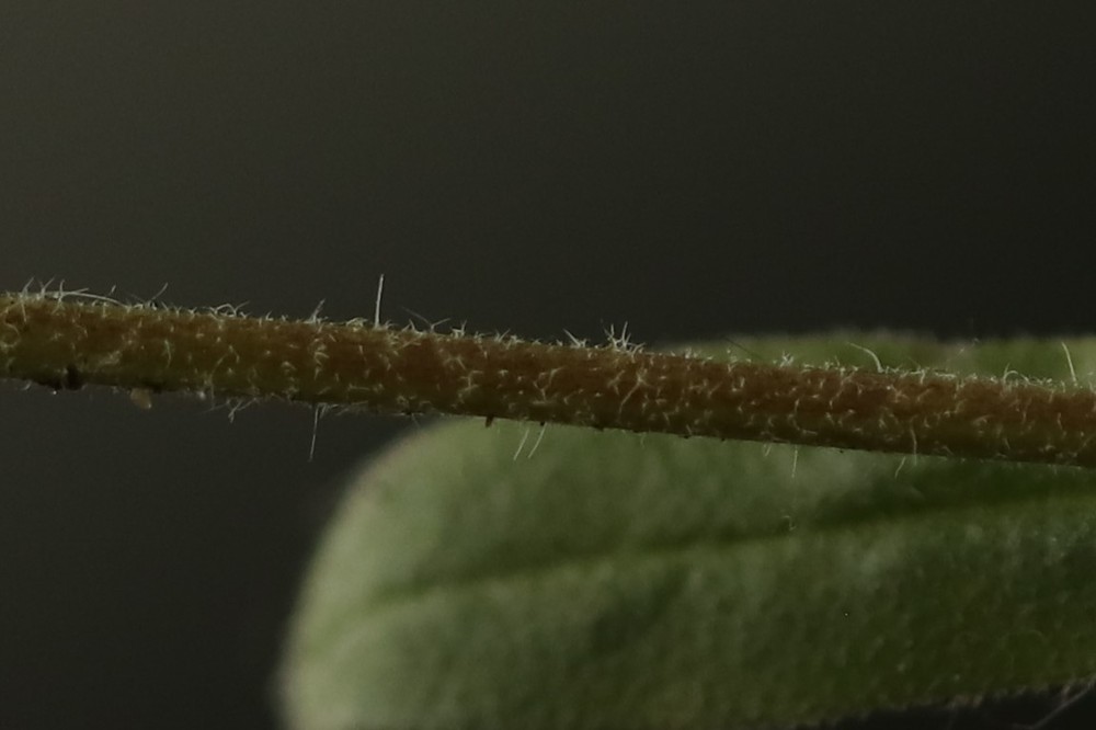 Camelina microcarpa (door Jaap Oosterom)