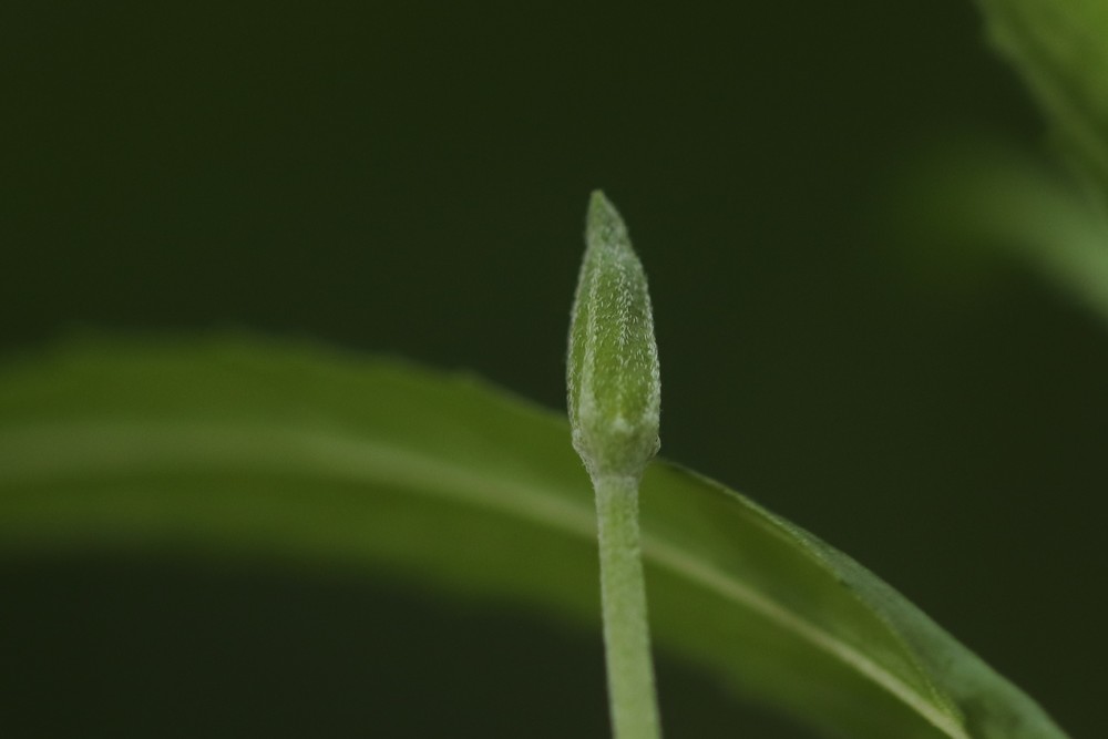 Epilobium tetragonum (door Jaap Oosterom)