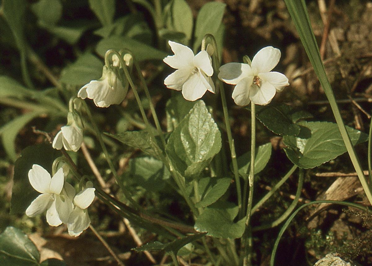 Viola alba (door Jelle Hofstra)