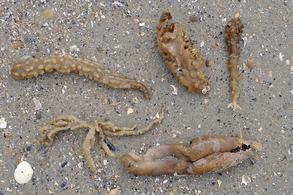 Alcyonidium diaphanum (door Hans De Blauwe)