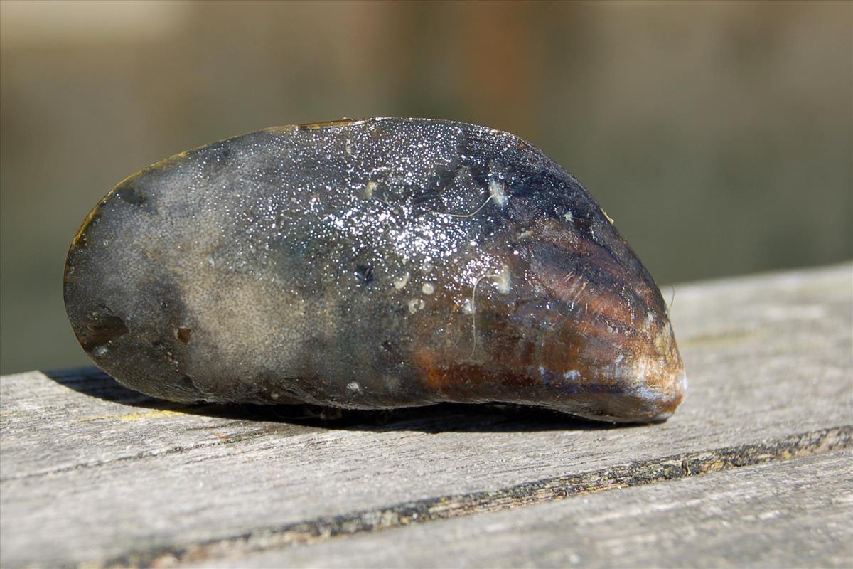 Alcyonidioides mytili (door Hans De Blauwe)