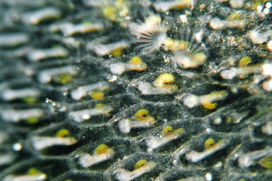 Alcyonidioides mytili (door Hans De Blauwe)