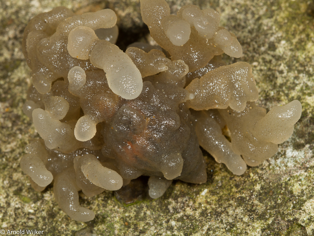 Alcyonidium condylocinereum (door Arnold Wijker)