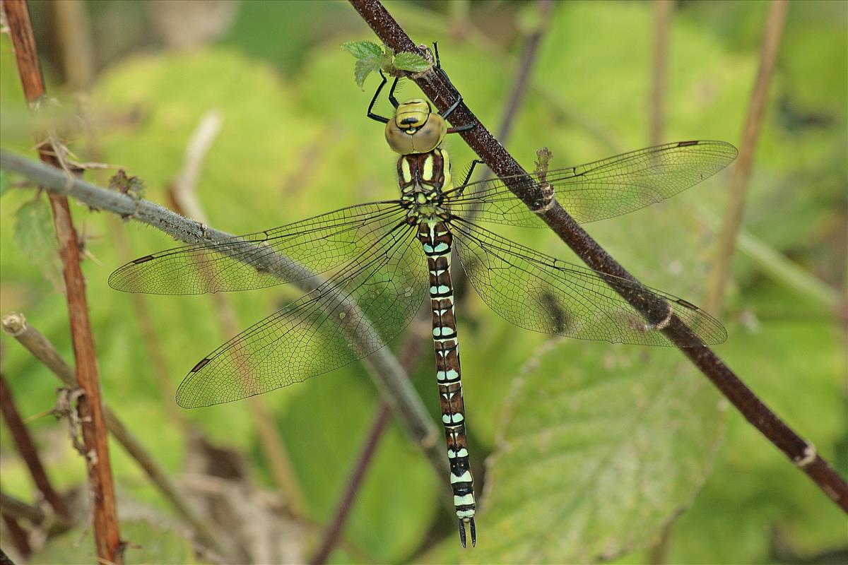 Aeshna cyanea (door Jan Kersten)