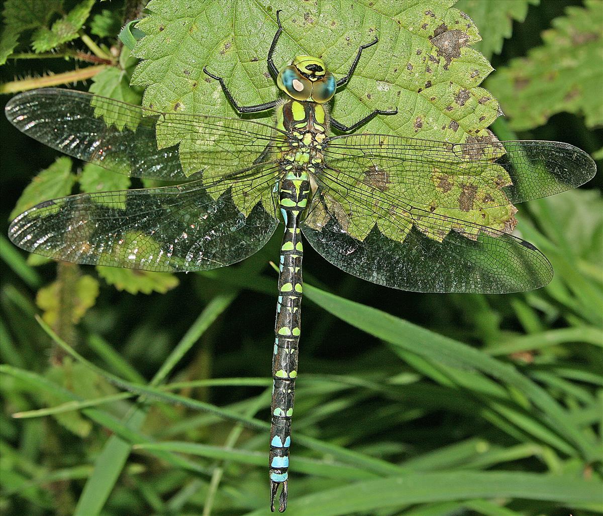 Aeshna cyanea (door Jan Kersten)