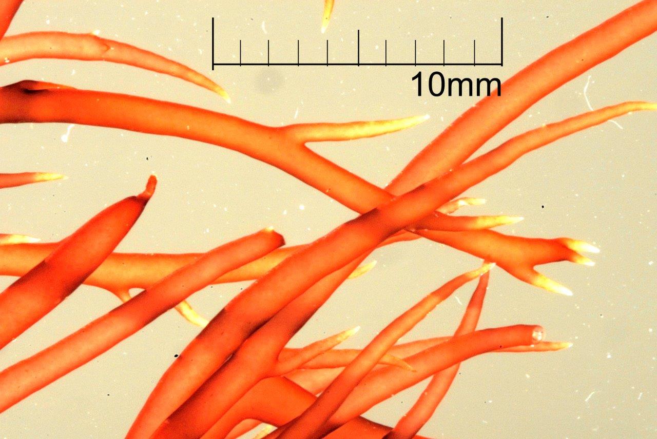 Agardhiella subulata (door Mart Karremans)