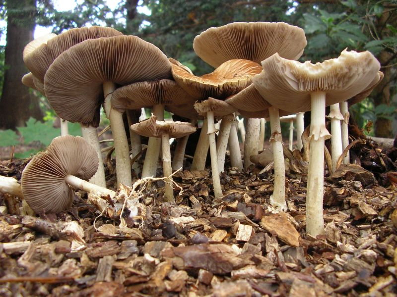 Agrocybe rivulosa (door Aldert Gutter)