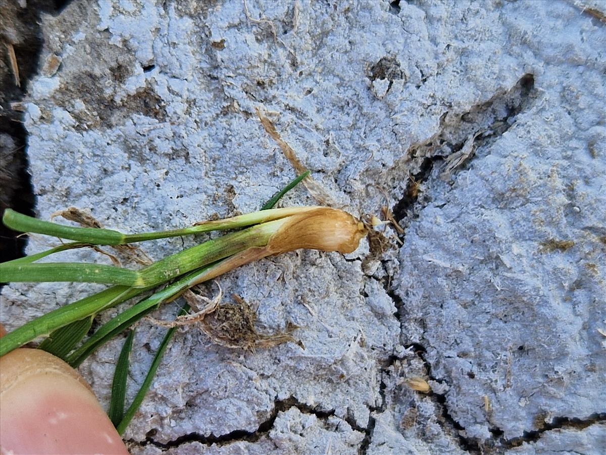 Alopecurus bulbosus (door Stefan van Meijeren)