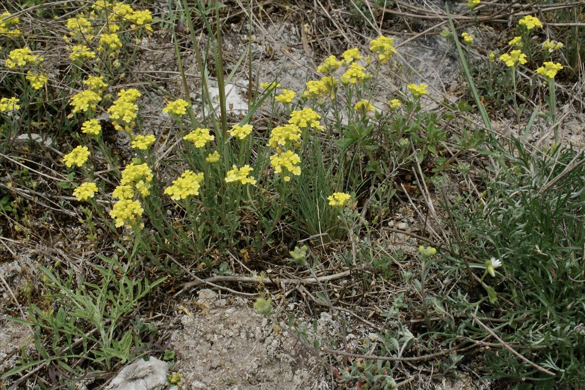 Alyssum montanum (door Jelle Hofstra)