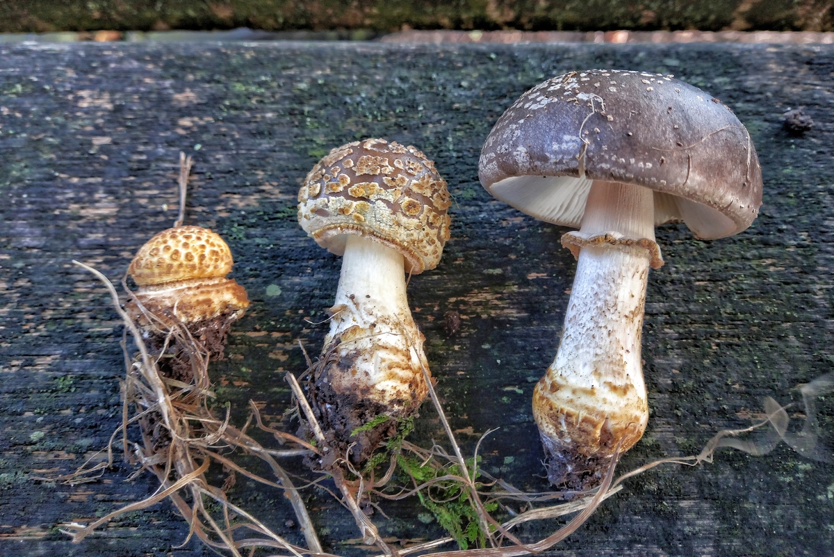 Amanita franchetii (door Aldert Gutter)