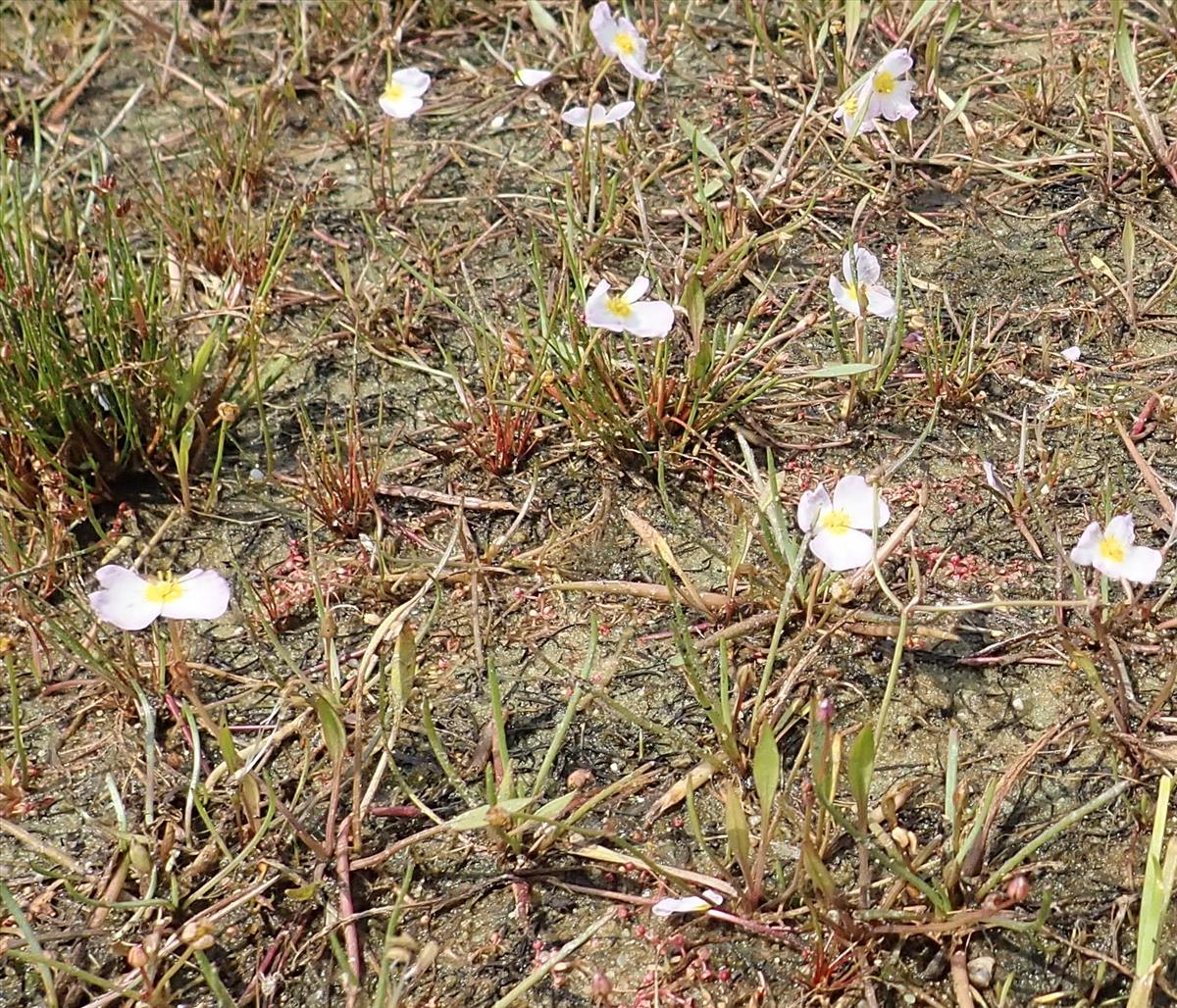 Baldellia ranunculoides subsp. repens (door Tim van de Vondervoort)