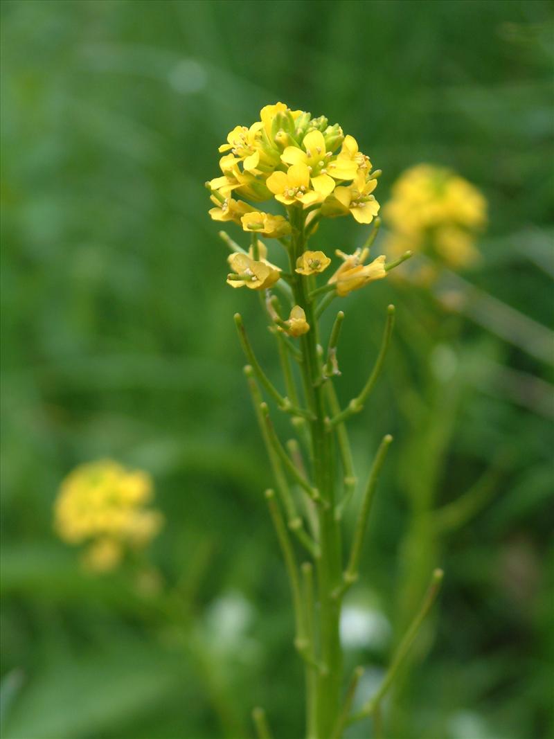 Barbarea vulgaris (door Adrie van Heerden)