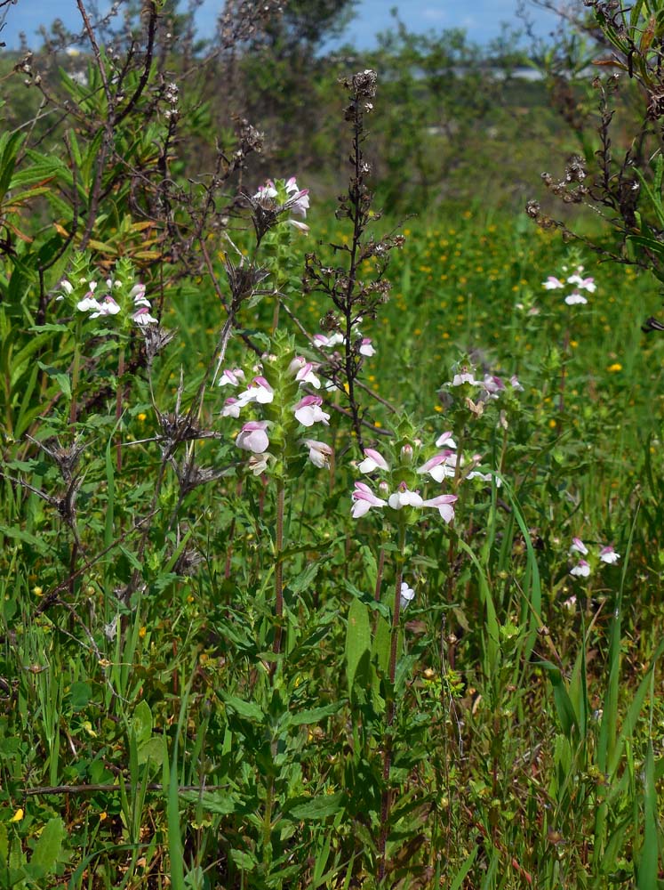 Bartsia trixago (door Saxiifraga-Ed Stikvoort)