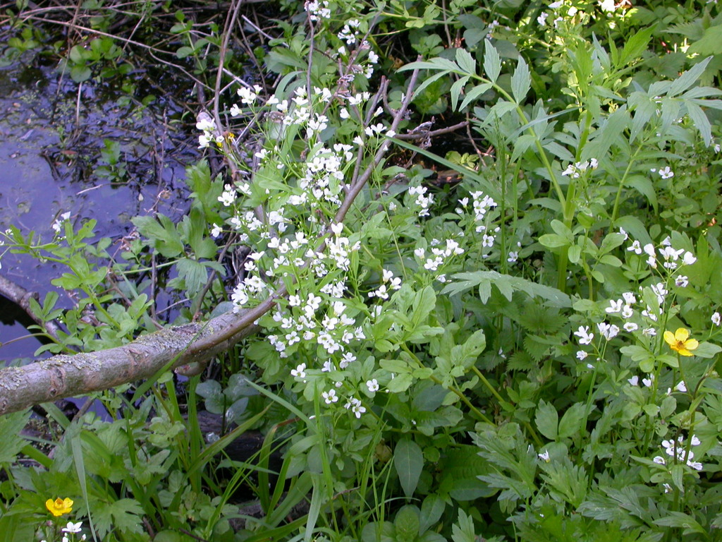 Cardamine amara (door Peter Meininger)