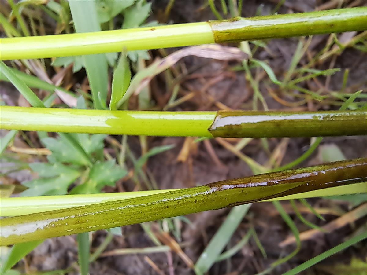 Eleocharis palustris (door Sam van Rootselaar)