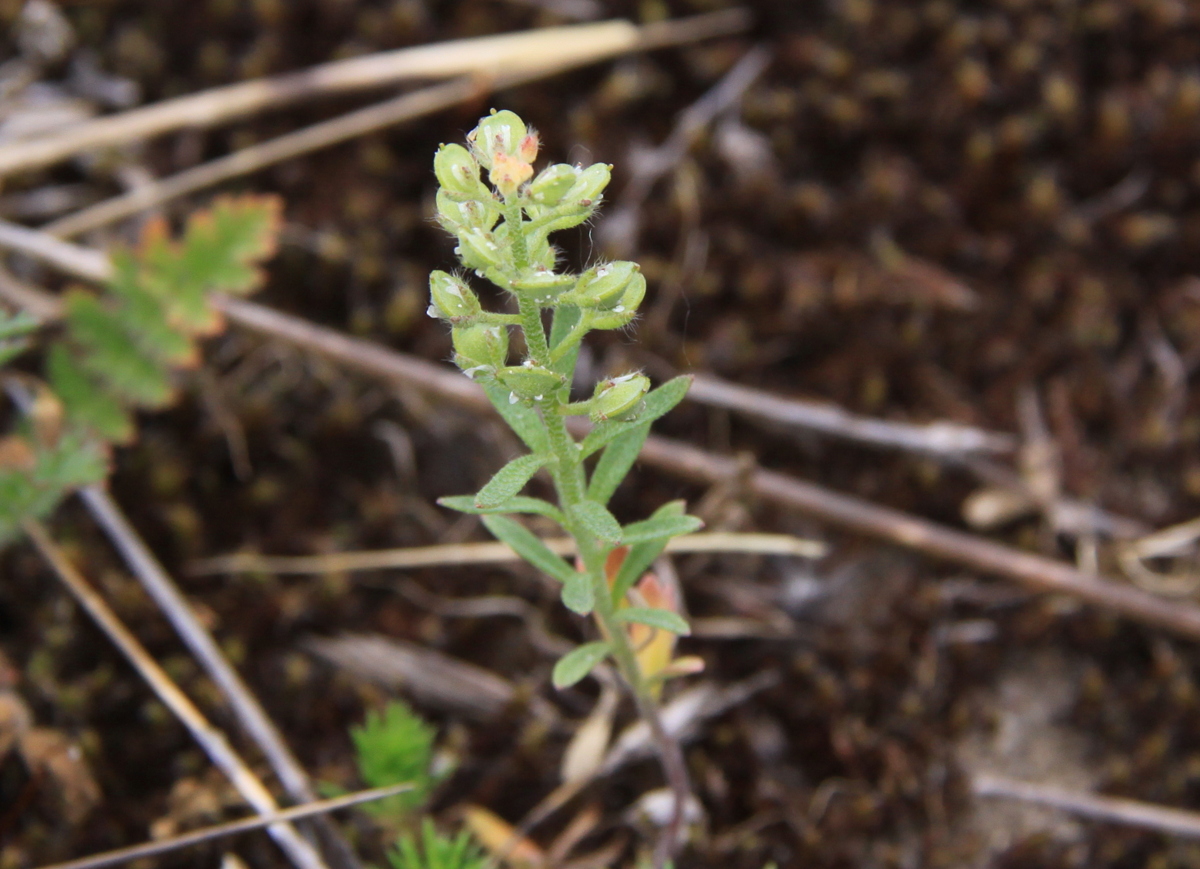 Alyssum alyssoides (door Peter Meininger)