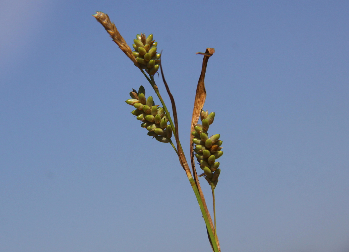 Carex pallescens (door Peter Meininger)