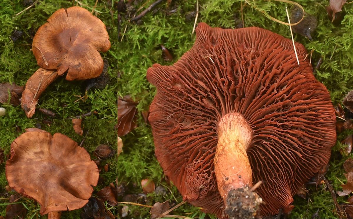 Cortinarius purpureus (door Ronald Morsink)