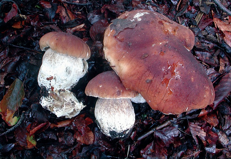 Boletus edulis sl, incl. reticulatus, pinophilus (door Chiel Noordeloos)