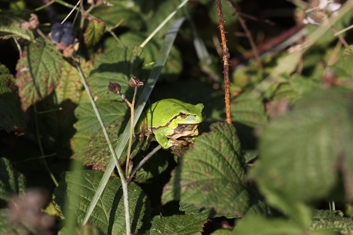 Hyla arborea (door Peter Meininger)