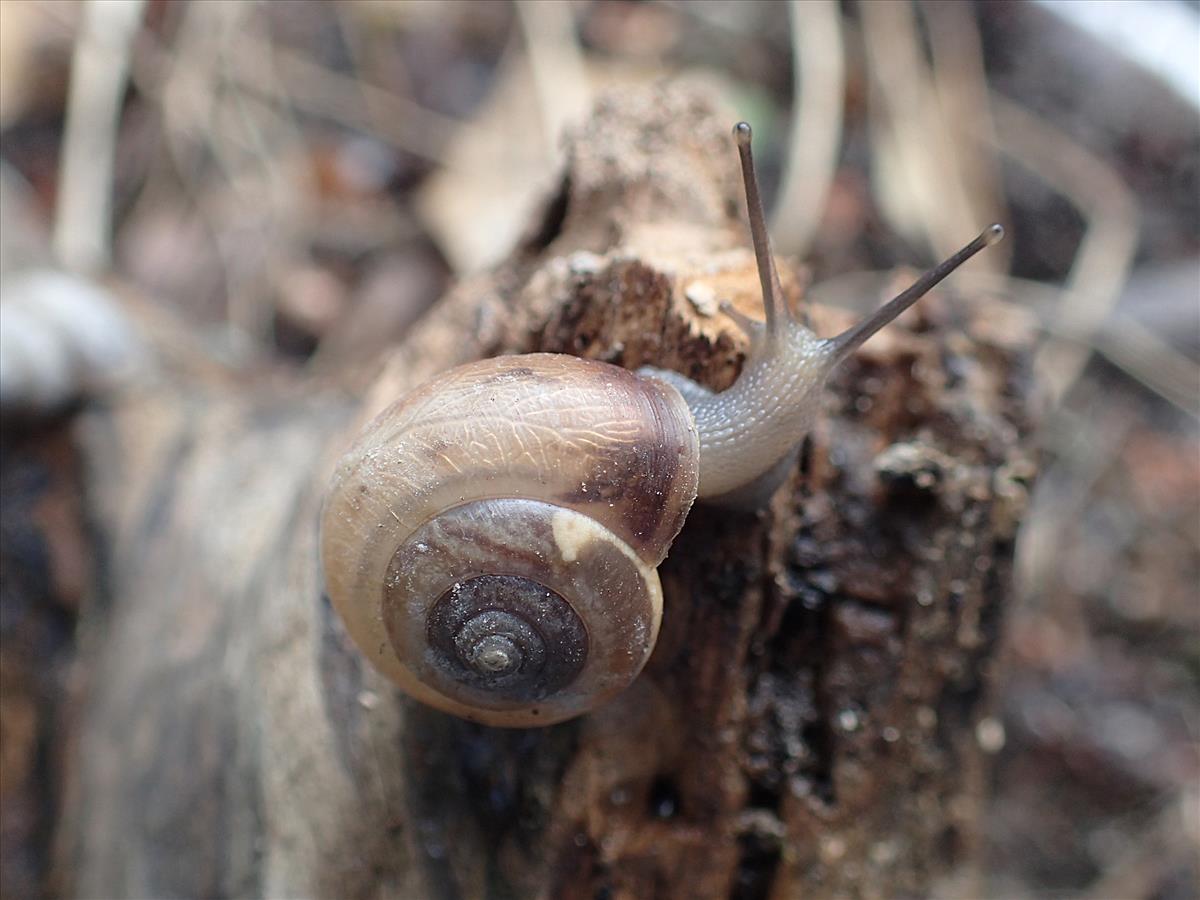 Monachoides incarnatus incarnatus (door Adriaan Gmelig Meyling)