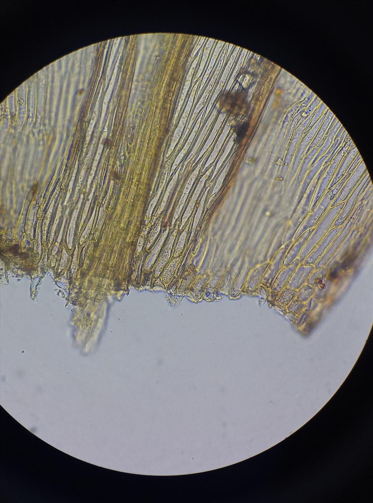 Brachythecium salebrosum (door Rens van der Knoop)