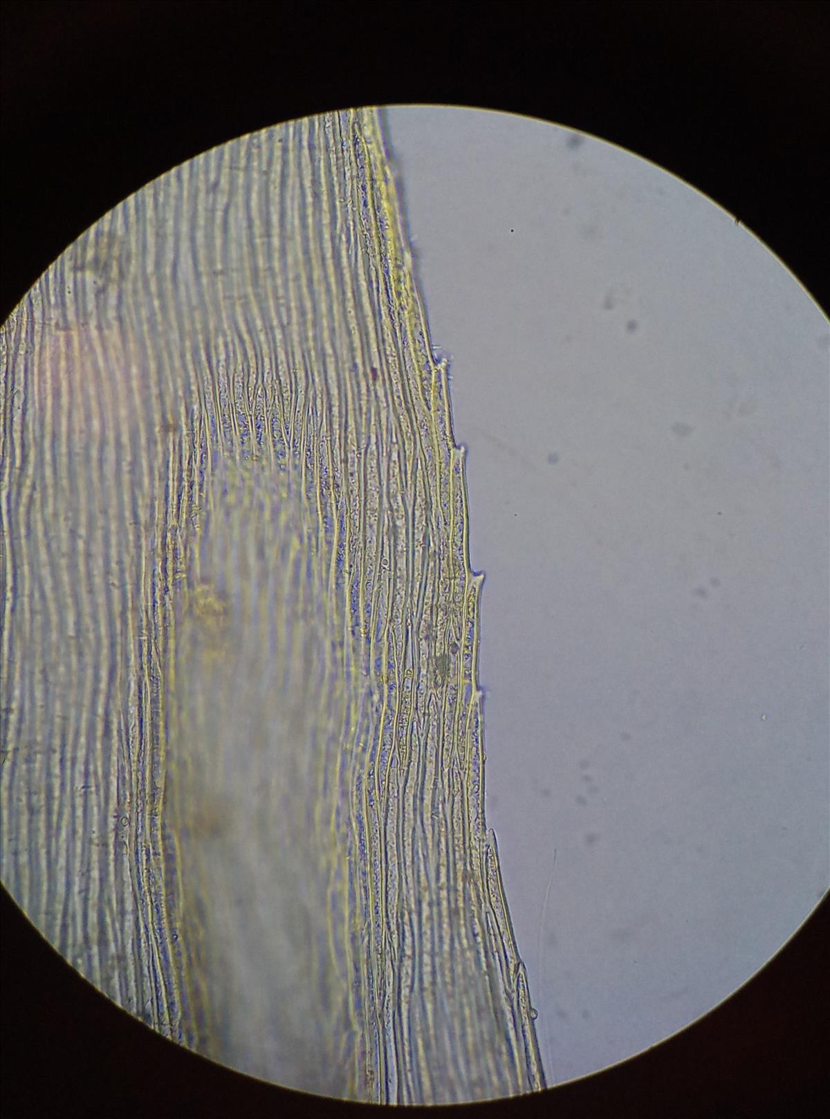 Brachythecium salebrosum (door Rens van der Knoop)