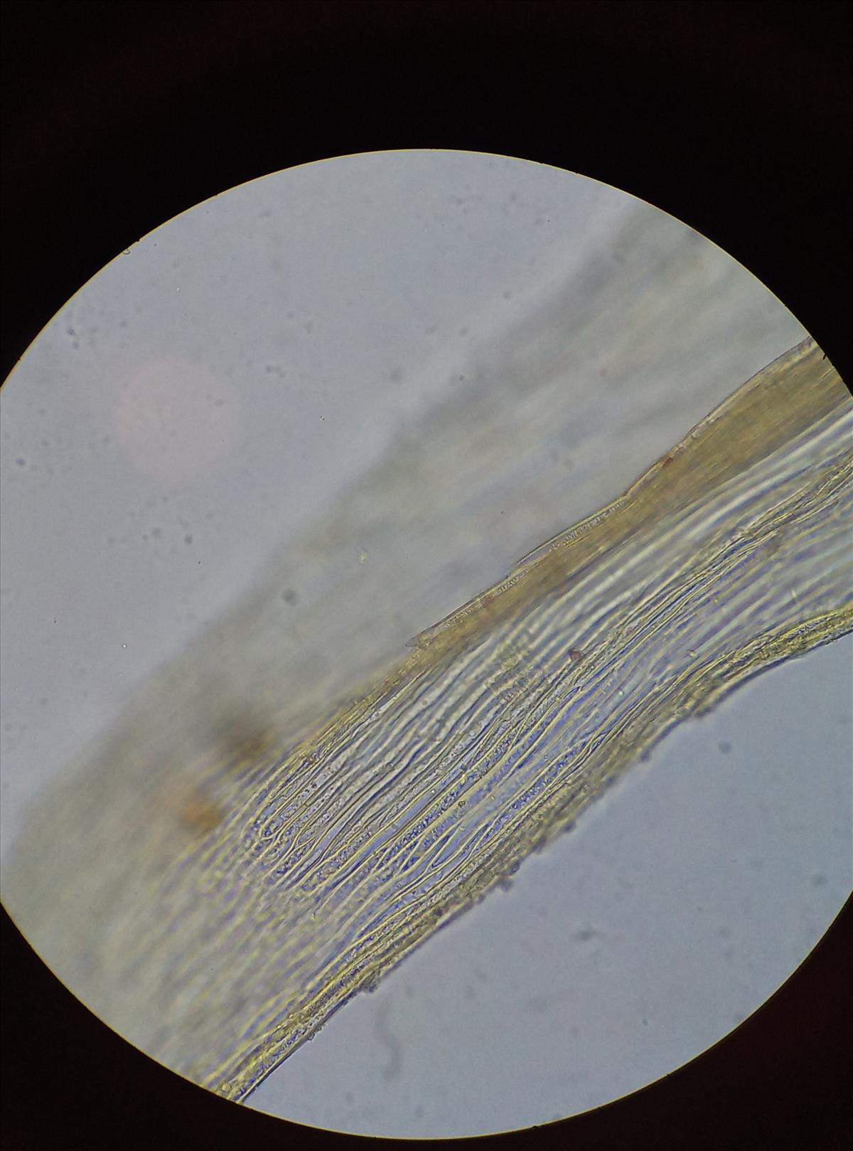 Brachythecium salebrosum (door Rens van der Knoop)