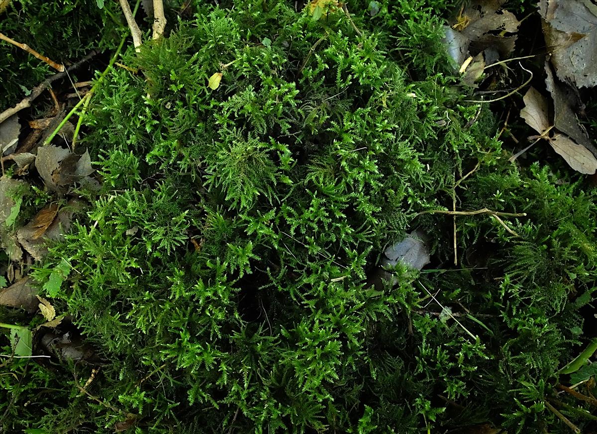 Thamnobryum alopecurum (door Hans de Bruijn)