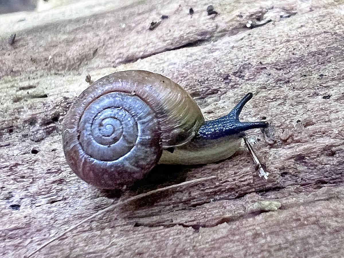 Aegopinella nitidula (door Adriaan Gmelig Meyling)