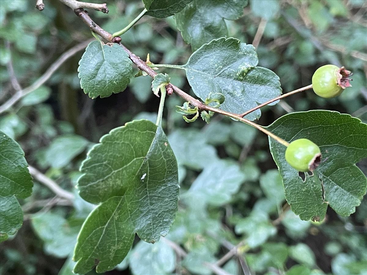 Crataegus laevigata (door Carleen de Graaf)