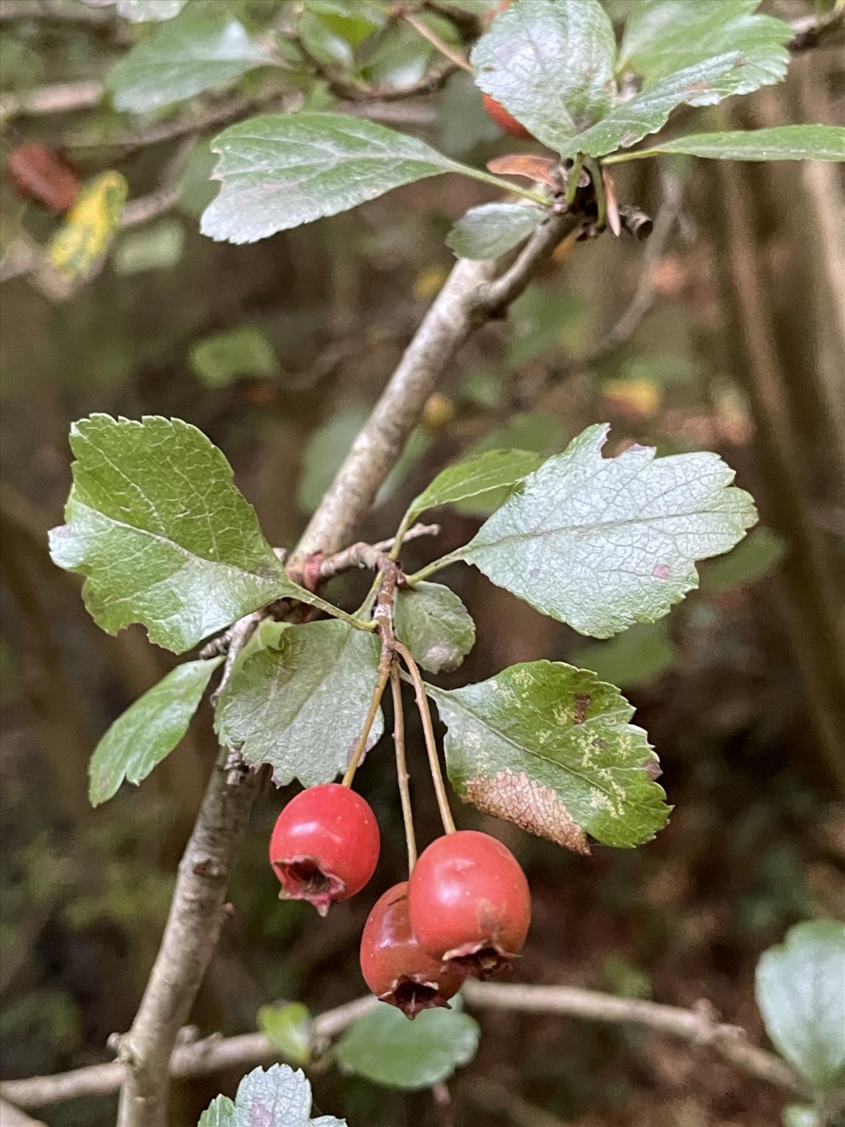 Crataegus laevigata (door Carleen de Graaf)