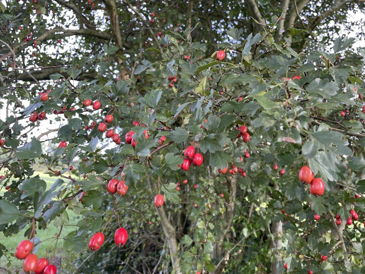 Crataegus x macrocarpa nothovar. hadensis (door Carleen de Graaf)