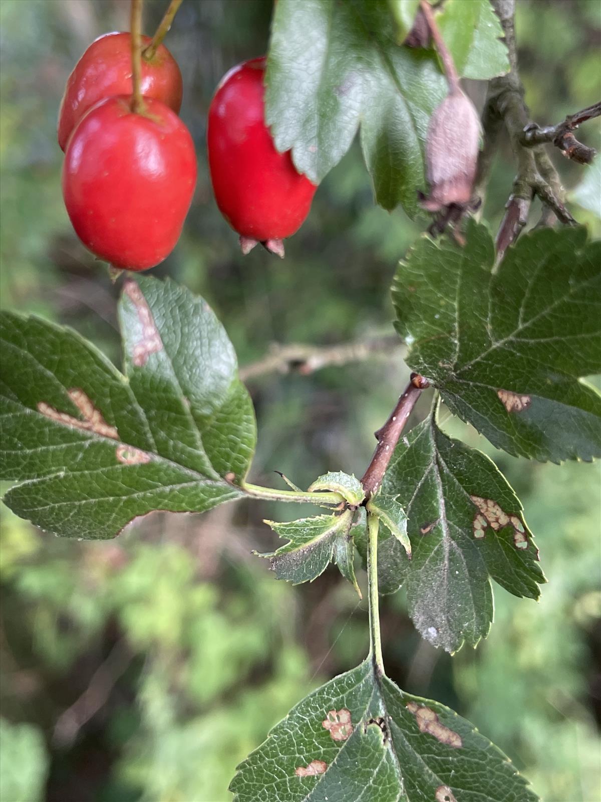 Crataegus x macrocarpa nothovar. hadensis (door Carleen de Graaf)