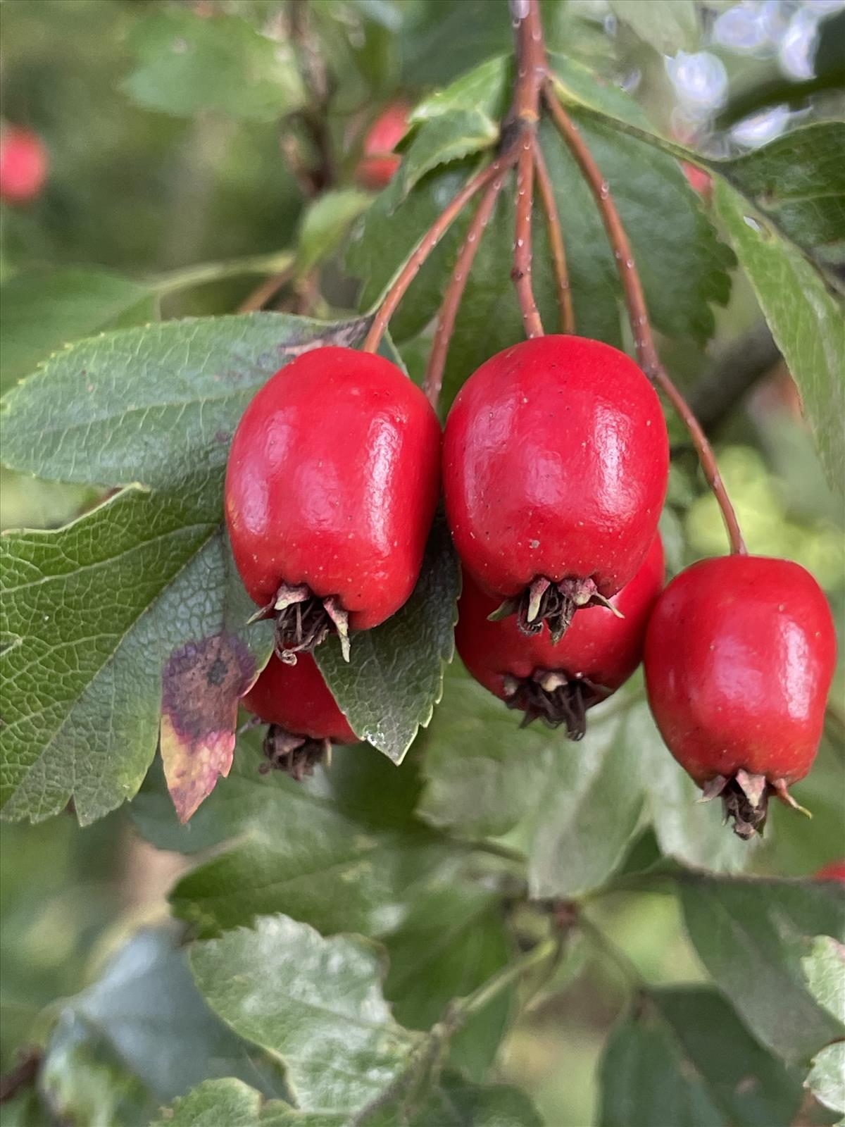 Crataegus x macrocarpa nothovar. hadensis (door Carleen de Graaf)