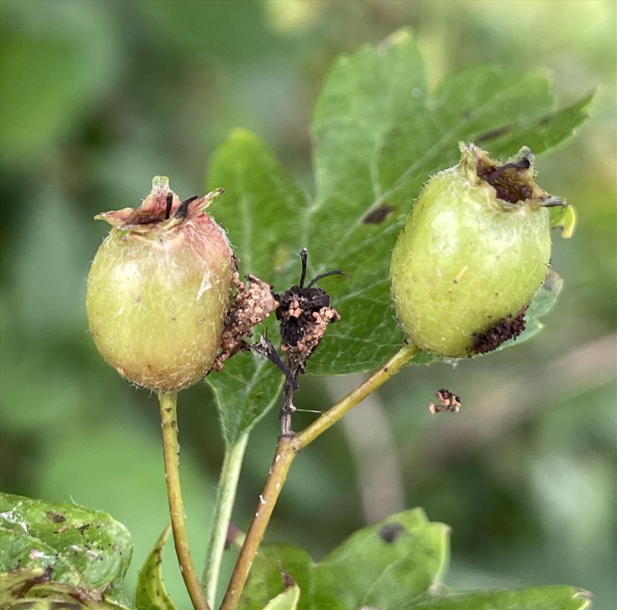 Crataegus x media (door Carleen de Graaf)