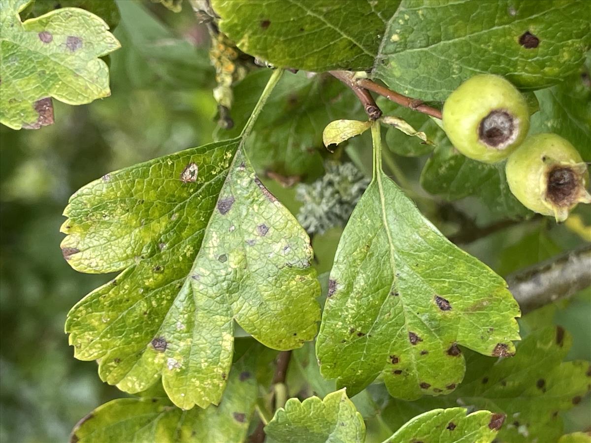 Crataegus x media (door Carleen de Graaf)